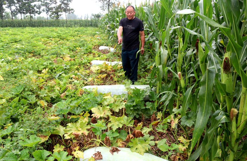 مزارع من مقاطعة خنان الصينية ينتج بطيخة عملاقة بوزن 90 كلغ