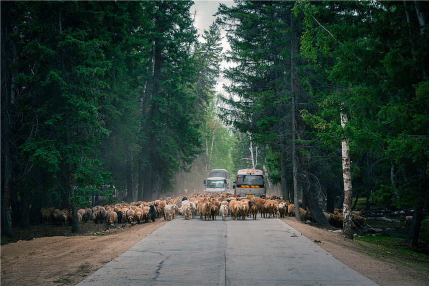 بالصور: الهجرة الخريفية لرعاة كوكتوكاي بشينجيانغ