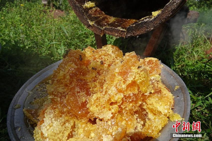 جني العسل في أعماق جبال سيتشوان