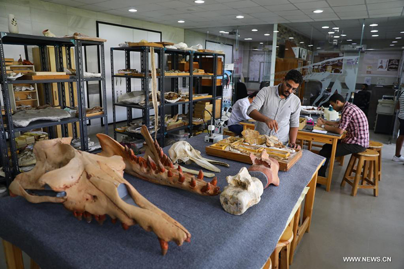 مقالة : اكتشاف مصر لحوت برمائي عاش قبل 43 مليون عام طفرة في علم الحفريات