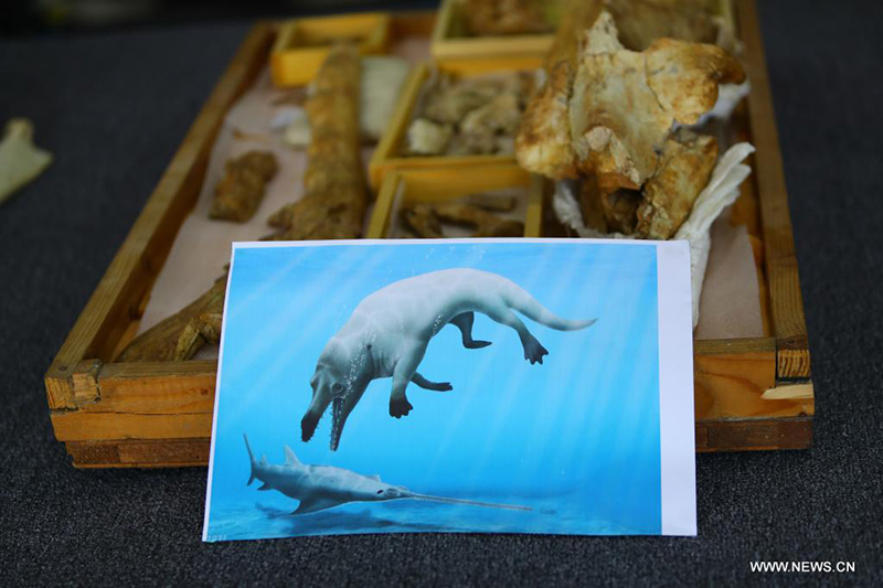 مقالة : اكتشاف مصر لحوت برمائي عاش قبل 43 مليون عام طفرة في علم الحفريات