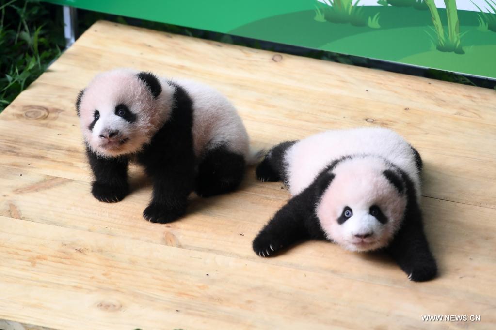 حديقة تشونغتشينغ للحيوانات تدعو الجمهور إلى اقتراح أسماء لتوأم باندا