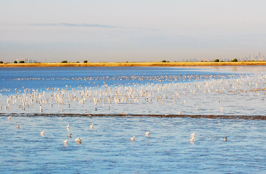 أسراب من طيور النورس تحط على شواطئ مدينة تيانجين