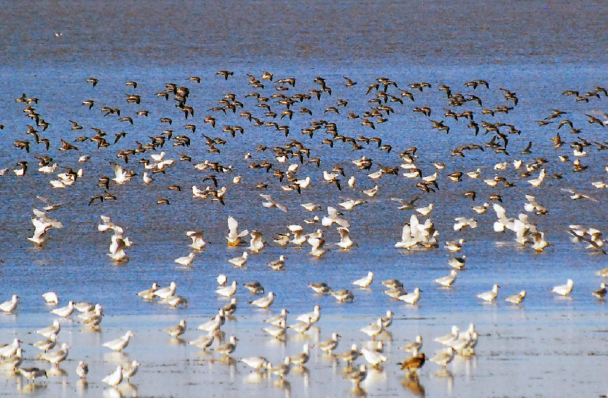 أسراب من طيور النورس تحط على شواطئ مدينة تيانجين