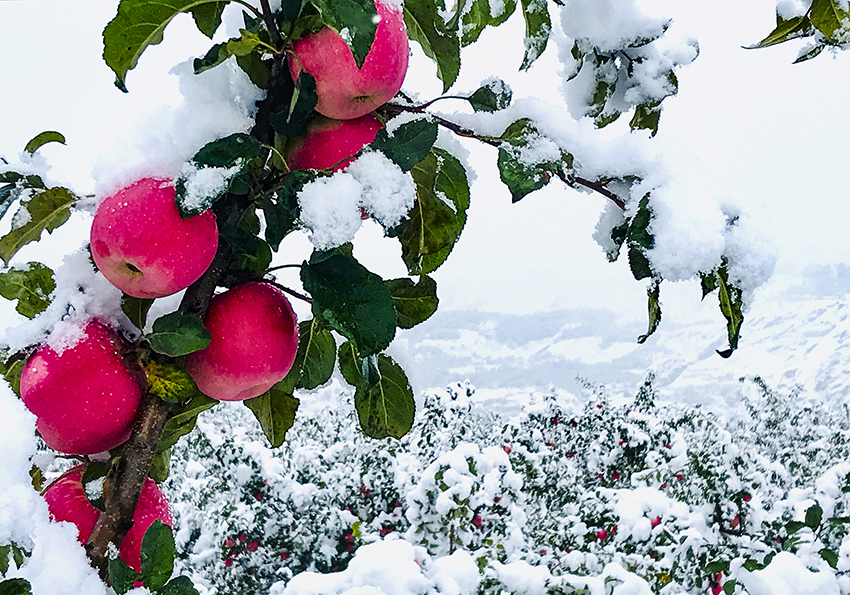 جينغنينغ ، قانسو: سحر التفاح الأحمر المكسو بالثلج الأبيض