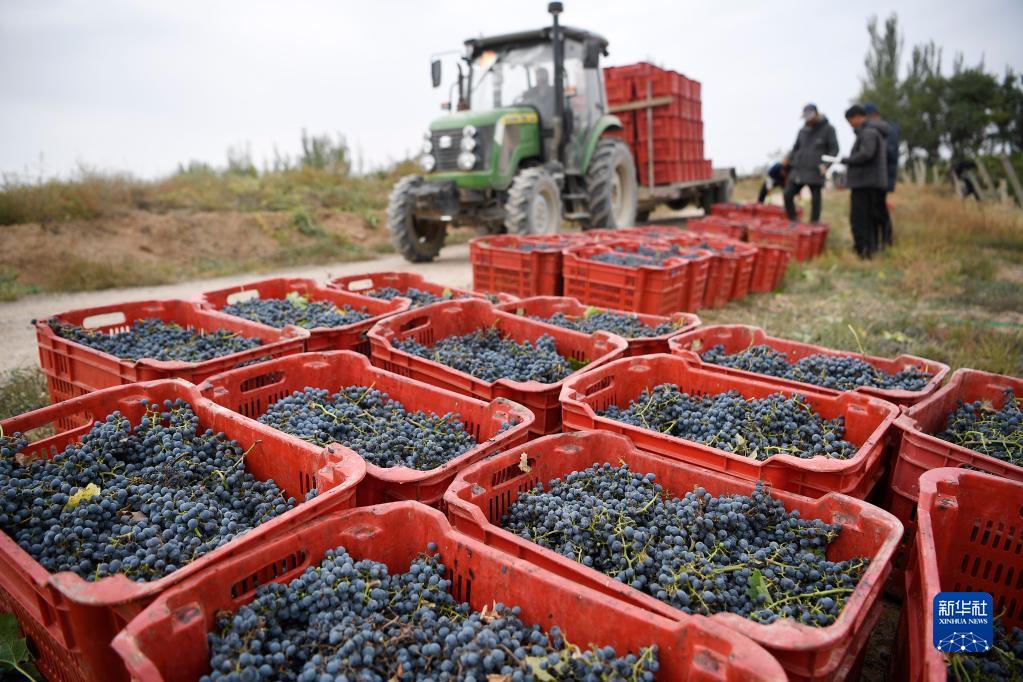 نينغشيا .. حصاد العنب المستخدم في صناعة النبيذ