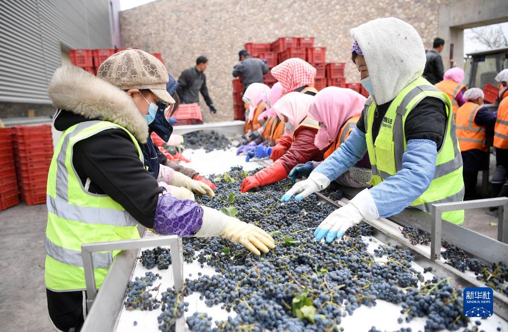 نينغشيا .. حصاد العنب المستخدم في صناعة النبيذ