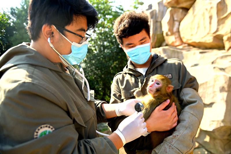 مدينة تشينغداو تجري فحوصات طبية للحيوانات البرية مع حلول فصل الشتاء