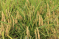 مقاطعة هاينان تحقق 1500 كلغ من إنتاج الأرز للمو الواحد