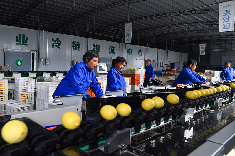 قوانغآن، سيتشوان: تصدير الليمون الجيد إلى الخارج
