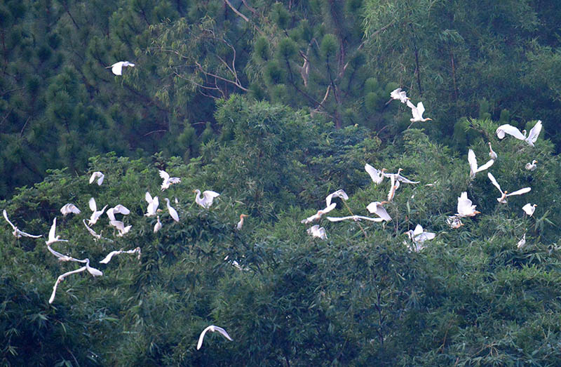 فريق لحماية الطيور بغابة شياومانبو بنانّينغ جنوب الصين