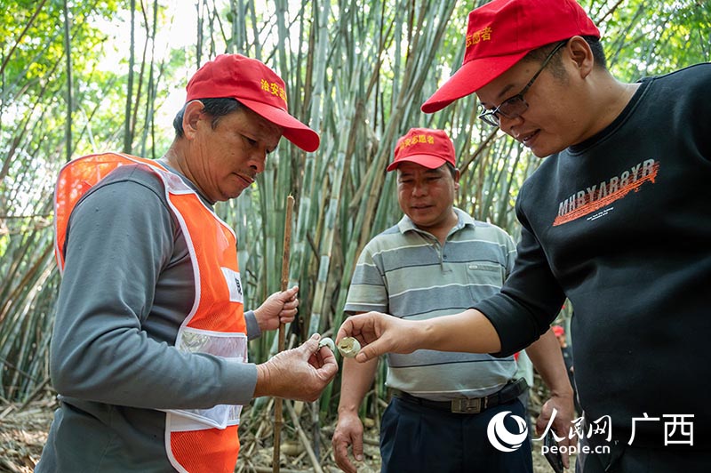 فريق لحماية الطيور بغابة شياومانبو بنانّينغ جنوب الصين