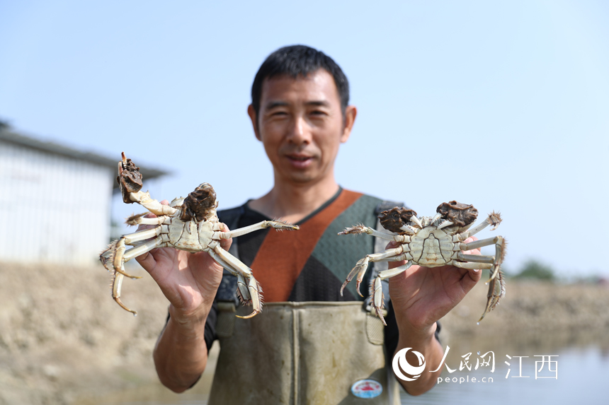 تربية السلطعون وزراعة الأرز، حقل واحد بمحصولين في مقاطعة جيانغشي