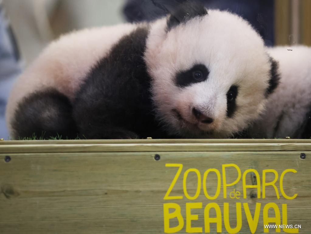 الكشف عن اسمي توأم من صغار الباندا العملاقة في حديقة حيوان فرنسية