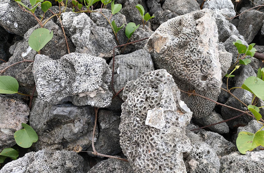 لأول مرة---اكتشاف بقايا شعاب مرجانية على شاطئ هاينان يعود عمرها إلى ألفي سنة