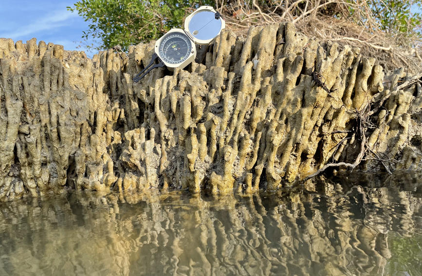 لأول مرة---اكتشاف بقايا شعاب مرجانية على شاطئ هاينان يعود عمرها إلى ألفي سنة