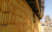 ساحة الذرة الصفراء بشينجيانغ