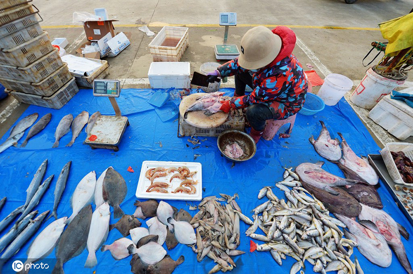 ميناء نانجيانغ بشاندونغ يستقبل موسم صيد وفير