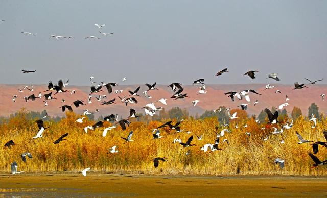 رصد المزيد من الطيور النادرة في محمية طبيعية بشمال غربي الصين