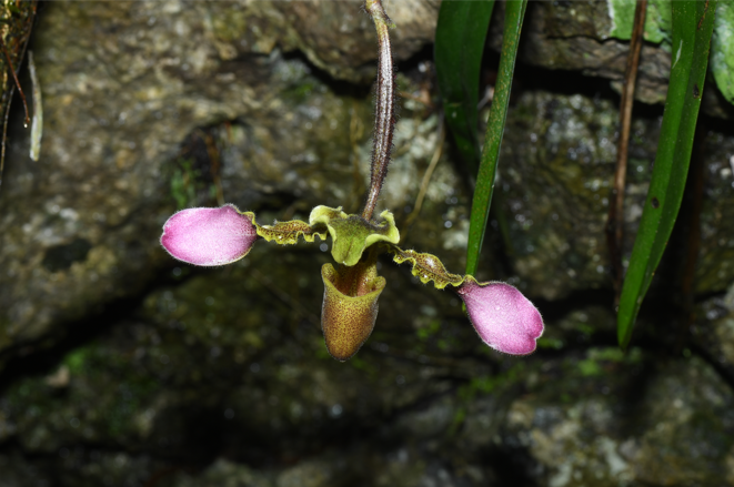 اكتشاف 31 نوعا جديدا من نباتات فصيلة الأوركيد البرية