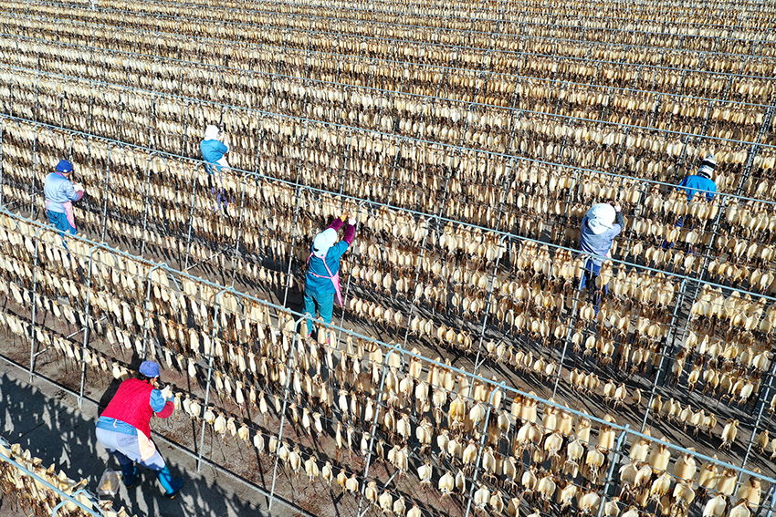 تجفيف المأكولات البحرية في مدينة تشوشان بتشجيانغ