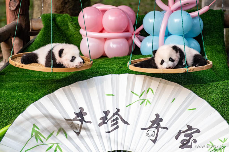 توأما باندا عملاقة يستقبلان الزوار في حديقة حيوان بجنوب غربي الصين