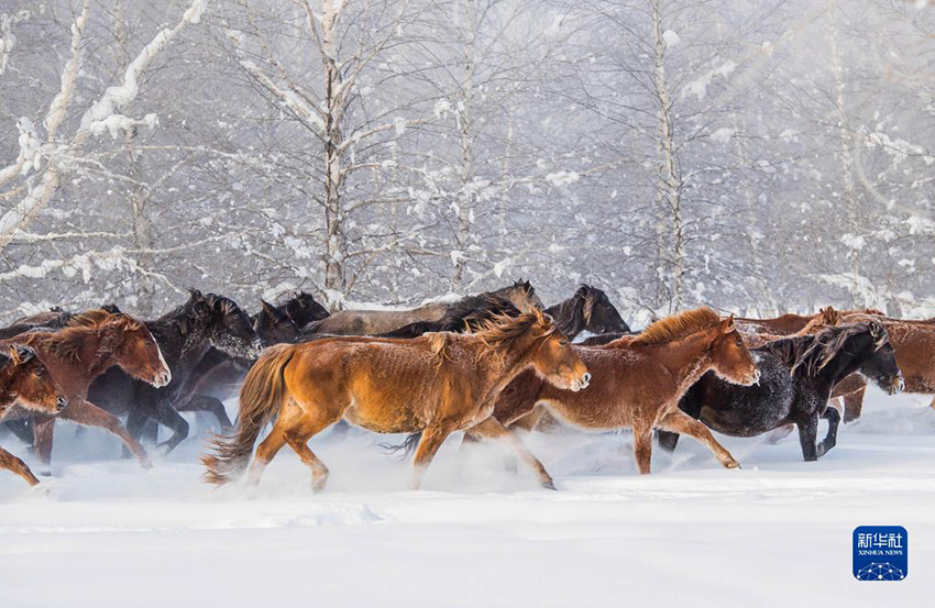 شتاء شينجيانغ .. خيول برية تتحدى الثلوج