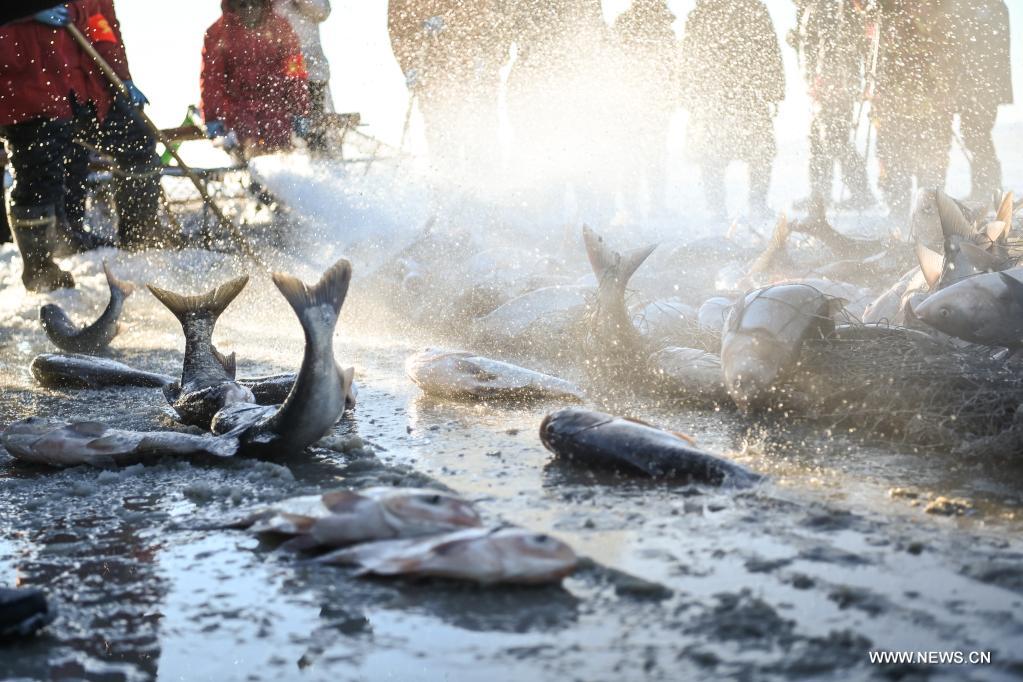 الصيد الشتوي للأسماك في بحيرة تشاقان بشمال شرقي الصين