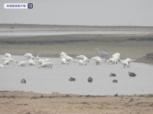 رصد أكثر من 766 ألفا من الطيور المائية عند أكبر بحيرة للمياه العذبة بالصين