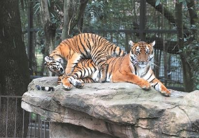 حديقة حيوانات بشنغهاي تقدم تذاكر مجانية لمن يحملون كلمة نمر في أسمائهم