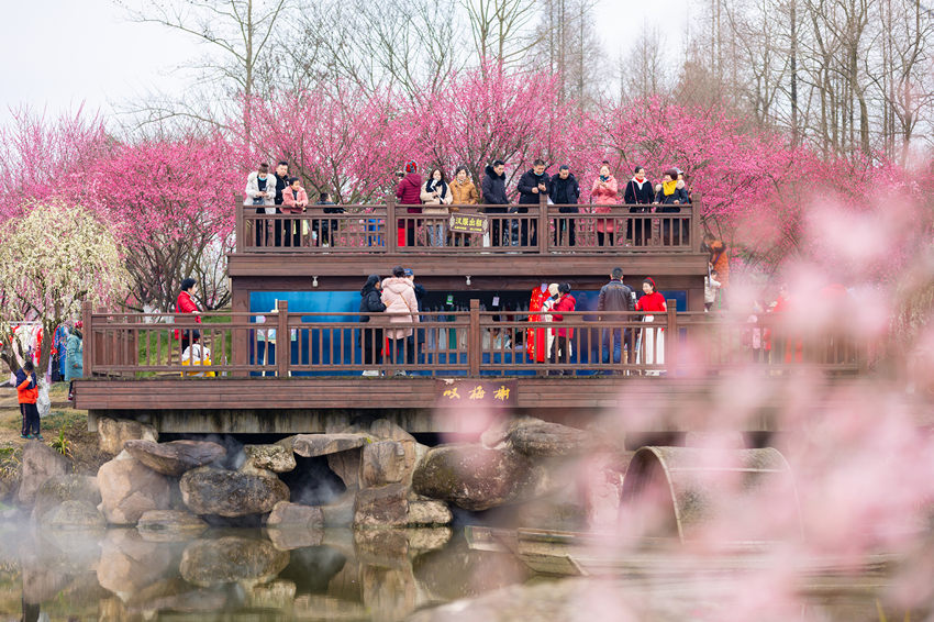 أزهار البرقوق تتفتح في مقاطعة سيتشوان