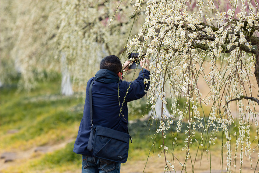 أزهار البرقوق تتفتح في مقاطعة سيتشوان