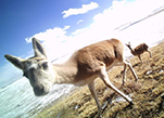 حيوانات حديقة سانجيانجيوان الطبيعية الوطنية تحت عدسة كاميرا الأشعة تحت الحمراء
