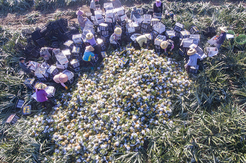 محاصيل الأناناس تدخل أسواق هاينان