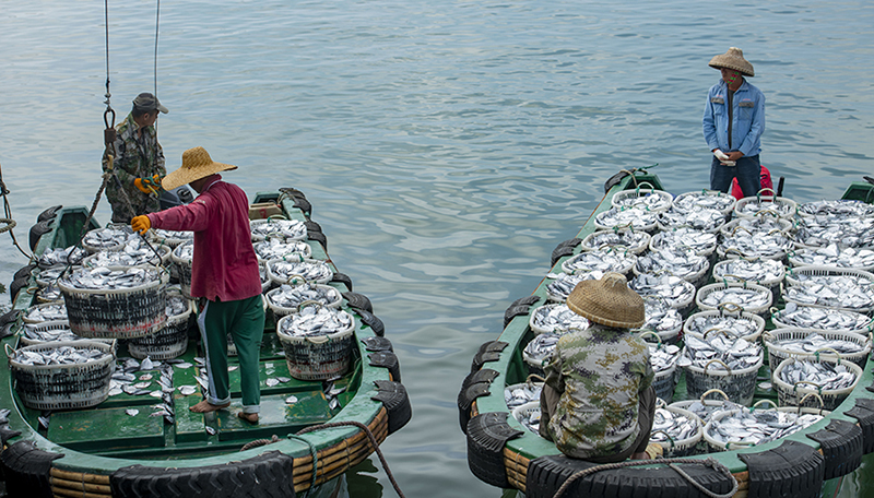 واننينغ، هاينان: ربيع يبشر بالخير ووفرة منتوج السمك