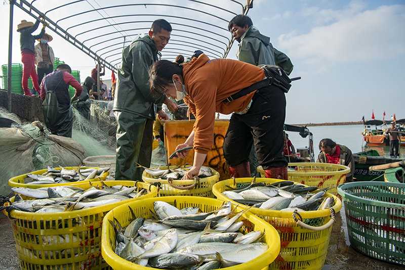 واننينغ، هاينان: ربيع يبشر بالخير ووفرة منتوج السمك