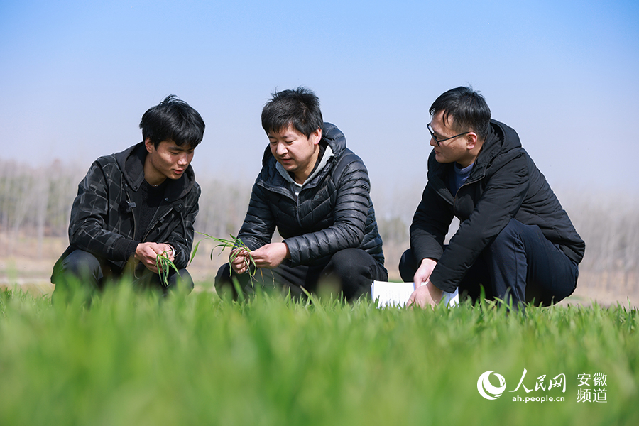 تشانغ فنغ، آنهوي: طائرة مسيّرة زراعية تلعب دورا رئيسيا في الحرث الربيعي