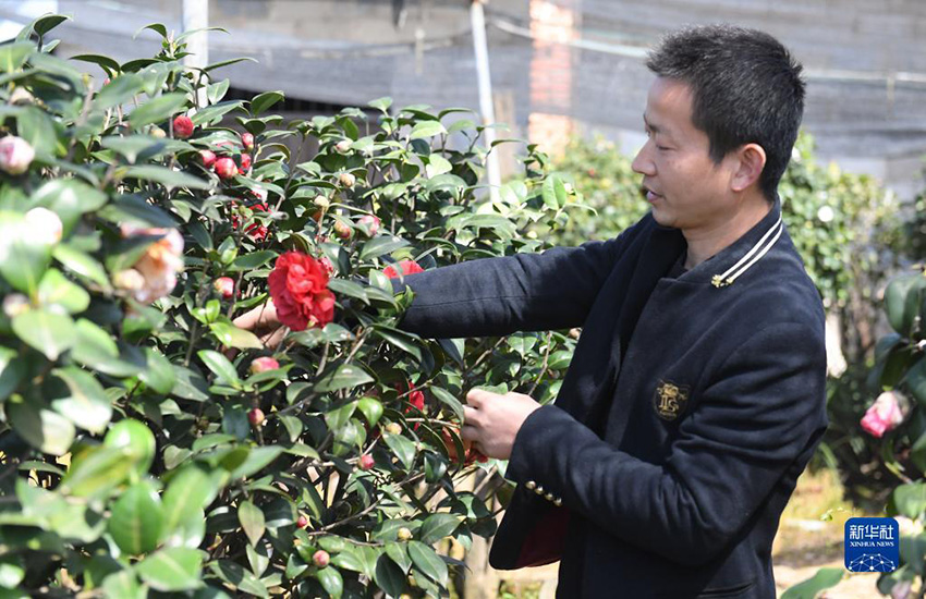 مع بداية الربيع، انتعاش سوق زهور الكاميليا في مدينة جينهوا