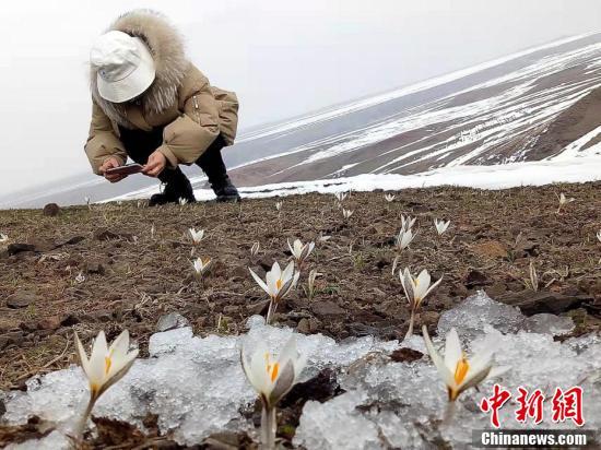زنبق شينجيانغ البري .. زهور تزهر في أحضان الجليد