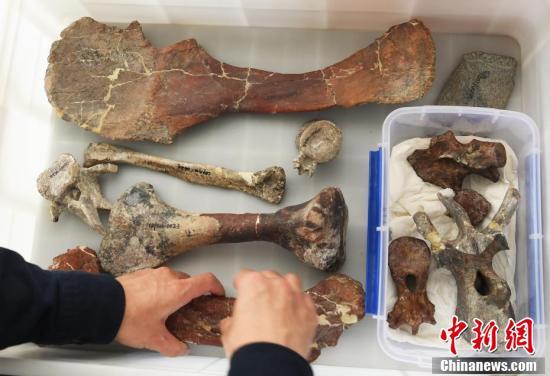 تشونغتشينغ تكتشف أقدم أحفور لديناصورات الستيجوسورس في آسيا