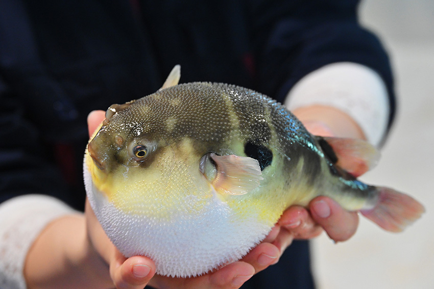انطلاق موسم تذوق أسماك البخاخ في مقاطعة جيانغسو 