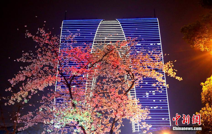 أزهار الكرز تزيّن ليل مدينة سوتشو