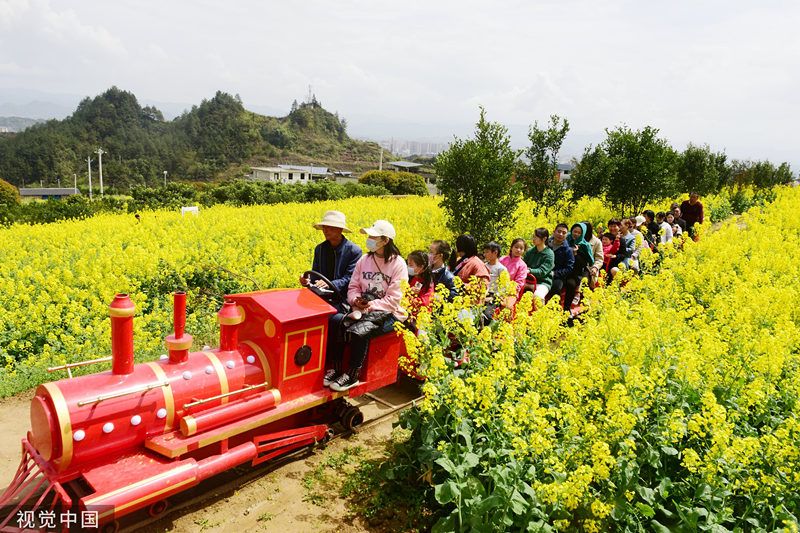 قطار سياحي يعبر بحرا من الزهور في مقاطعة هوبي