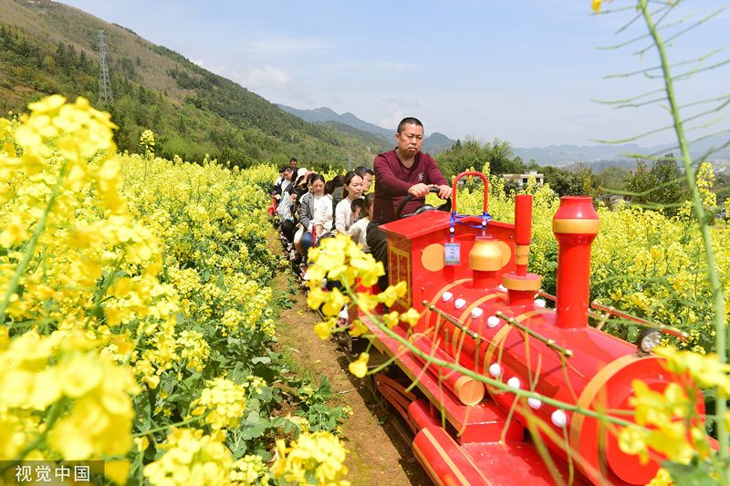 قطار سياحي يعبر بحرا من الزهور في مقاطعة هوبي