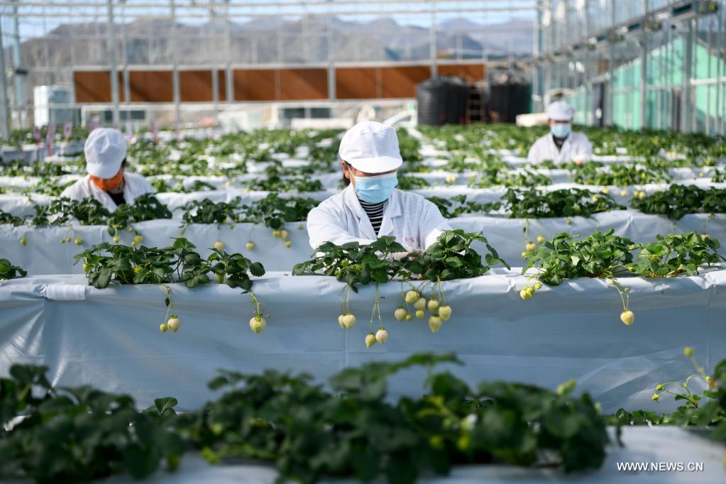 زراعة الفراولة البيضاء في شمالي الصين