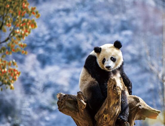 شهرة الباندا العملاقة ساهمت في حماية العديد من الحيوانات البرية في الصين