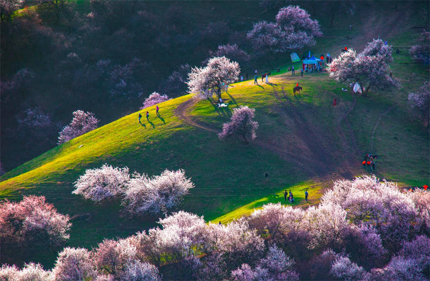 مناظر ساحرة لتفتح أزهار المشمش في وادي نالاتي بشينجيانغ