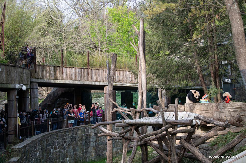 حديقة حيوان سميثسونيان الوطنية الأمريكية تحتفل بالذكرى الـ50 لإطلاق برنامجها للباندا العملاقة