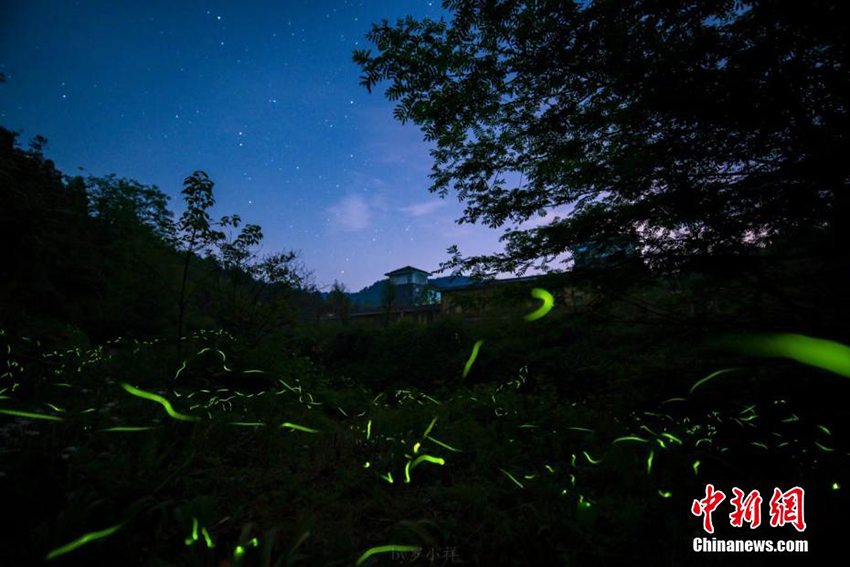 اليراعات نجوم تحلق في سماء جبل تيانتاى بتشنغدو
