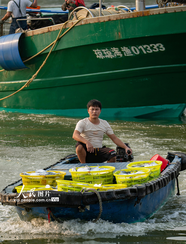 تشيونغهاي، هاينان: ربيع جيد وثروة سمكية وفيرة